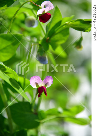 サヤエンドウの花の写真素材