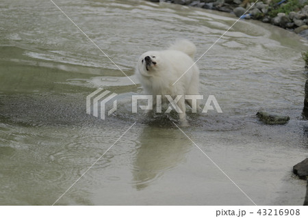 ぶるぶる 犬の写真素材