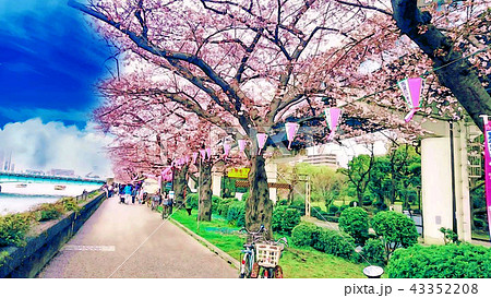 風景 春 隅田川 桜のイラスト素材