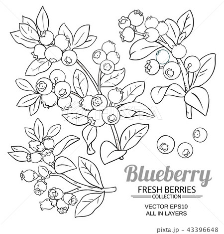 ブルーベリー 花 白 自然のイラスト素材