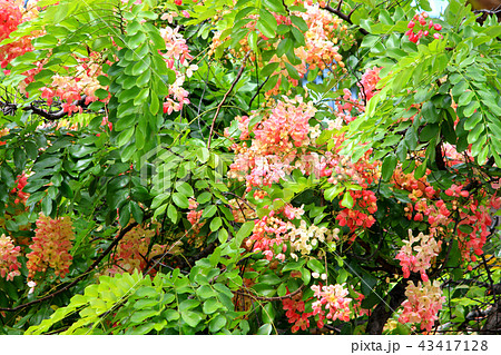 レインボー シャワーツリー シャワーの写真素材