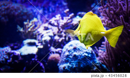 菊目石 サンゴの写真素材 - PIXTA