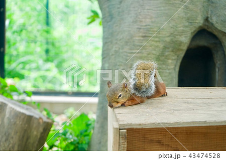 リス 睡眠 眠る 寝るの写真素材