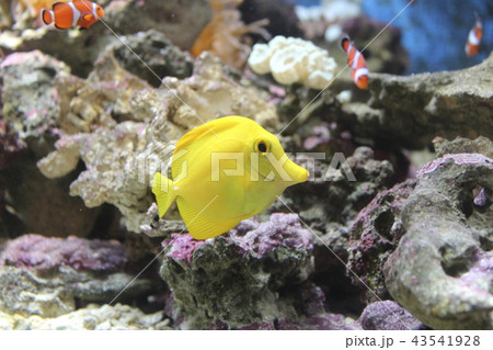 可愛い 魚類 品川 海水魚の写真素材