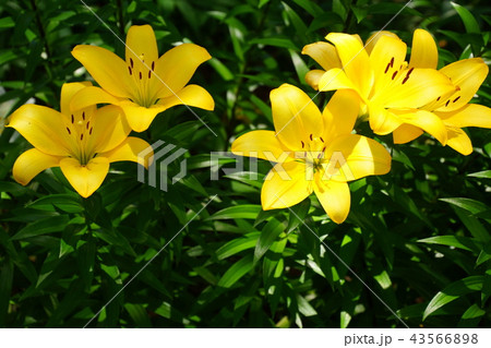 百合の花の写真素材