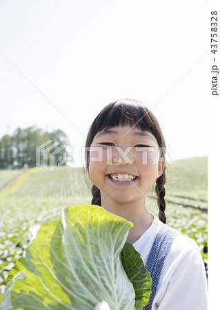 畑 キャベツ畑 赤ちゃん 1人の写真素材