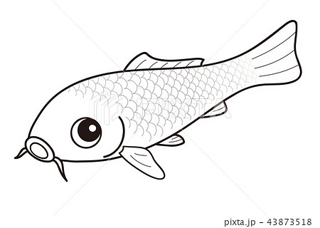 金魚 イラスト 白黒 かわいいの写真素材