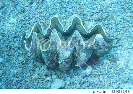 シャコガイ　海インテリア　シャコ貝珊瑚