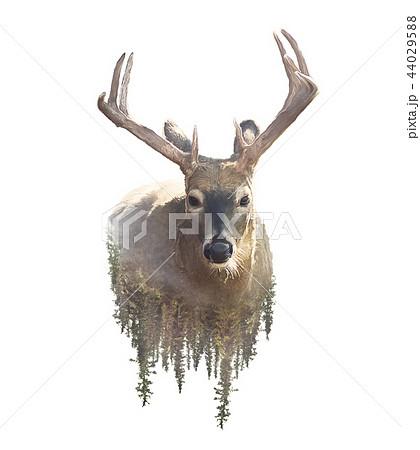 シカ 水彩画 動物 鹿のイラスト素材