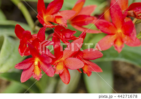 オーキッド 花の写真素材 オーキッド 花の写真素材