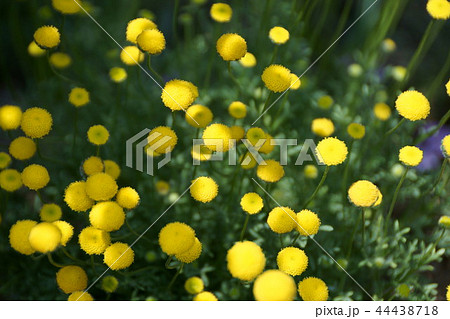 キク科 黄色い花 花ほたる カゲロウソウの写真素材