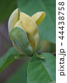 黄色いモクレン 黄木蓮 花言葉は 自然への愛 の写真素材