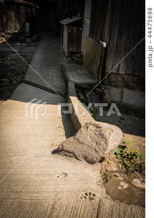 ネコ 足跡 コンクリート 猫の写真素材