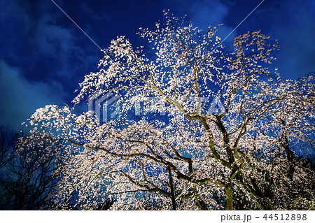 桜 夜桜 ライトアップ しだれ桜の写真素材