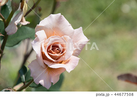 ジュリア 花 薔薇 バラの写真素材