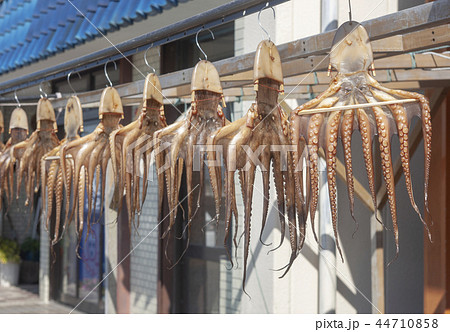 蛸の干物の写真素材