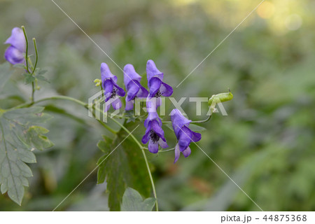 トリカブト 植物 花 花びら 紫色 緑色の写真素材