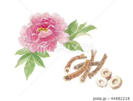 花王の花の写真素材 - PIXTA