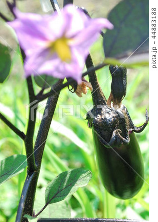 葉っぱ 葉 成長過程 趣味の写真素材