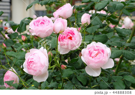 薔薇 花 シャリファアスマ バラの写真素材