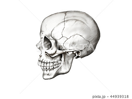 ガイコツ 頭蓋骨の写真素材