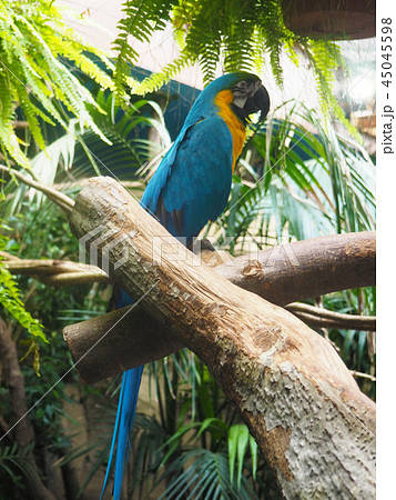 黄色 カラフル 鳥 南国の写真素材 黄色 カラフル 鳥 南国の写真素材