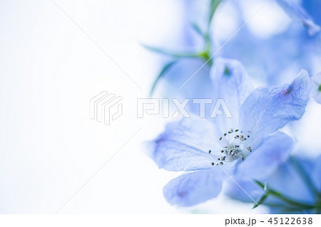 花 デルフィニウム 水色 植物の写真素材