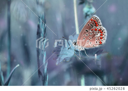 蝶 幻想的 背景 森の写真素材
