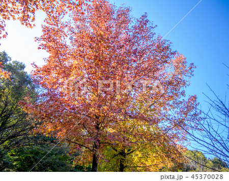 紅葉 プラタナス 秋 木の写真素材