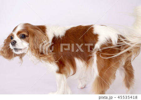 キャバリアキングスチャールズコッカースパニエル キャバリア 小型犬 犬の写真素材