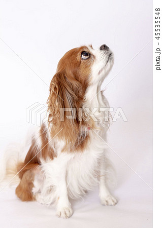 キャバリアキングスチャールズコッカースパニエル キャバリア 小型犬 犬の写真素材