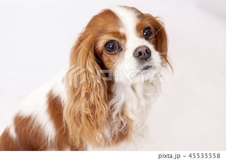 キャバリアキングスチャールズコッカースパニエル キャバリア 小型犬 犬の写真素材