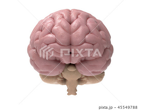 脳みそ イラスト イラストレーション 挿絵のイラスト素材