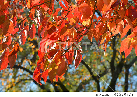 紅葉 秋 桜 枝の写真素材