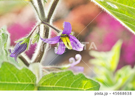 フォックスフェイス 花の写真素材