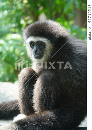 猿 白手手長猿 レジャー施設 シロテテナガザルの写真素材