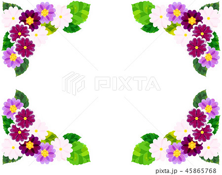 プリムローズ 花の写真素材