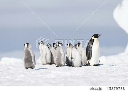 皇帝ペンギン ペンギン 赤ちゃん ヒナの写真素材