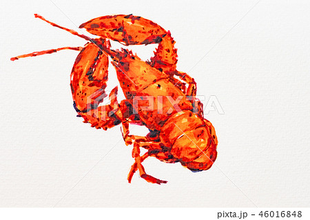 アメリカザリガニ ザリガニのイラスト素材