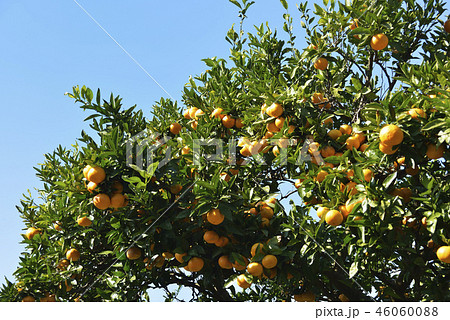 カラタチ 常緑低木 ミカン科 木の写真素材