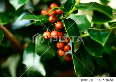 植物 果実 セイヨウヒイラギ クリスマスホーリーの写真素材