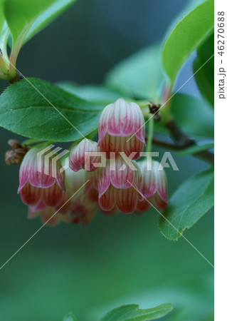 フウリンツツジの写真素材