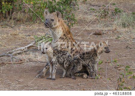 ハイエナ 野生動物 ベビー 赤ちゃんの写真素材