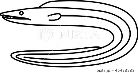 鱧のイラスト素材