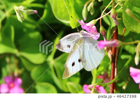 花の蜜を吸うモンシロチョウの写真素材