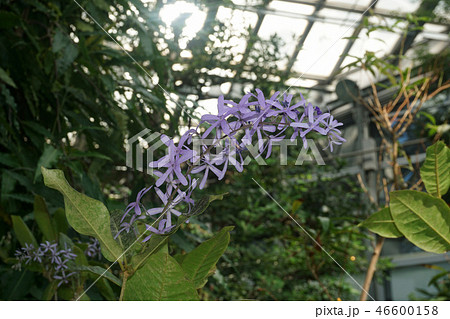 ペトレア ヴォルビリス ペトレアヴォルビリス ペトレア ウォルビリス ペトレア ウォルビリスの写真素材