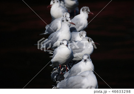 ゆりかもめ ユリカモメ 都鳥 ミヤコドリの写真素材