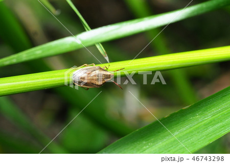 ウズラカメムシ 鶉亀虫 生き物 虫の写真素材