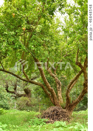 花 ザクロ 柘榴 木 枝 葉の写真素材
