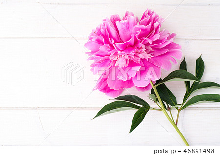 ピオニー 花びらの写真素材